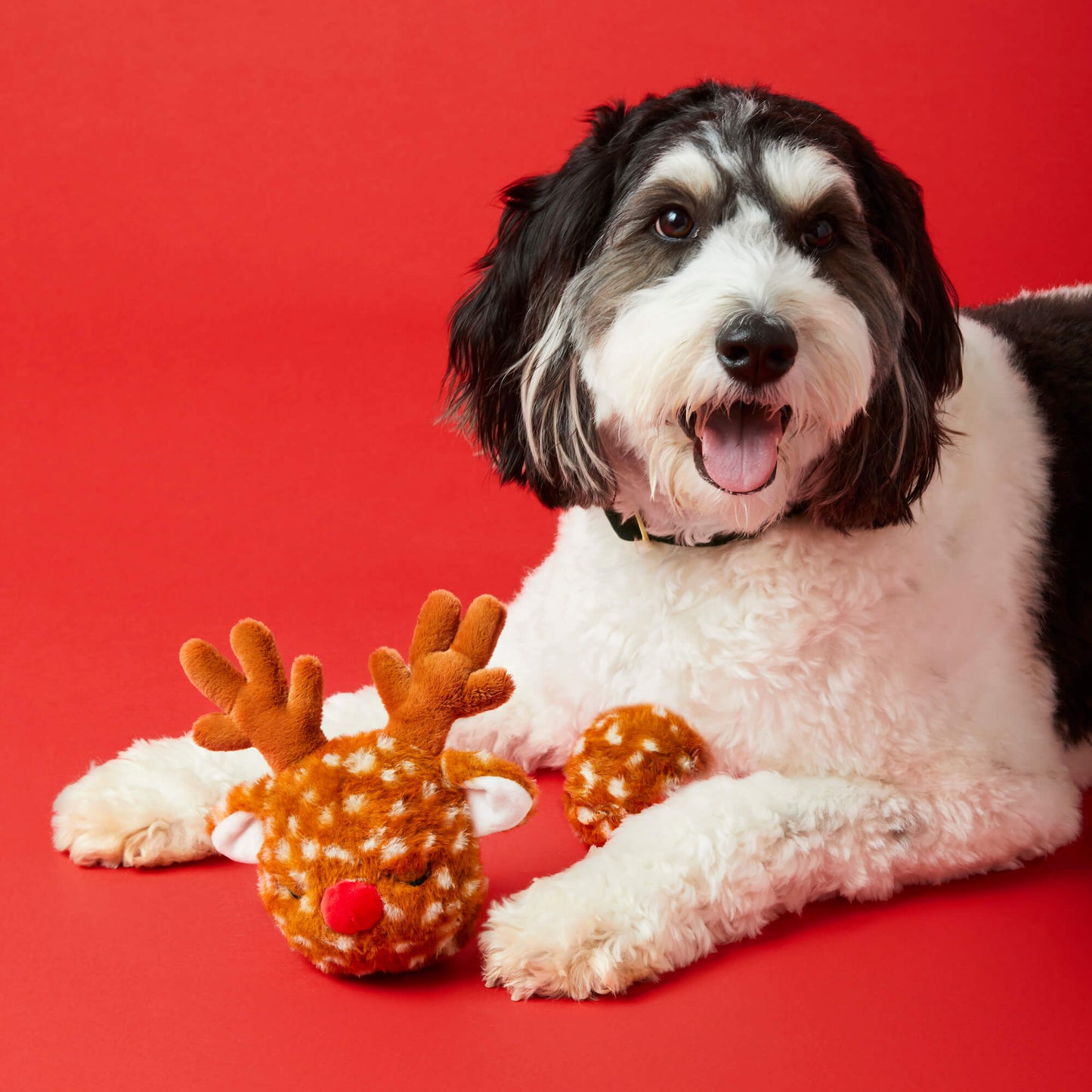 Deluxe Holiday Interactive Toy Set for pets